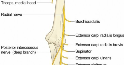 Decode Upper Extremity Nerves: Drake RL ET Anatomy