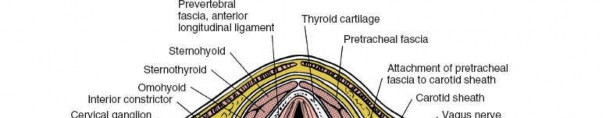 Illustration of deep cervical fascia - Dr. Mohammed Hutaif