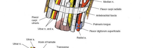 Illustration 10 for Volar Wrist Surgery: Master the Anatomy of the tendon of the flexor