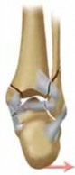 Illustration 8 for Optimal Fixation of the Ankle: Open Reduction & Internal Fixation