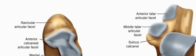 Unlock Subtalar Pain: Arthroscopy & the Lateral Talocalcaneal Ligament