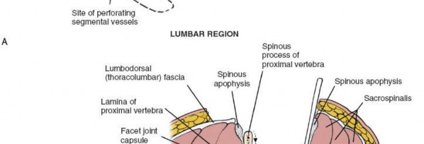 Illustration 361 for Approach to the Lumbar Spine: Mastering Techniques & Anatomy