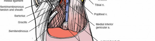 Illustration 122 for Mastering Knee Approaches: Spotlight on Superficial Medial Ligament