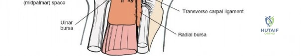 Clinical Image