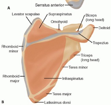 Illustration 3 for The Anatomy of the Shoulder & Elbow: Master Your Body