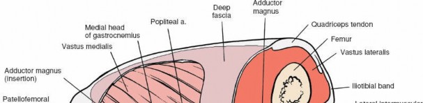 Illustration 26 for Unlocking the Medial Side of the Knee: A Surgical Anatomy Guide