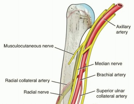 Elastic Nails for Humeral Shaft Fracture Stabilization: Best Practices