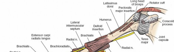 Illustration 13 for Surgical Anatomy of the Arm: Navigating Key Neurovascular Structures