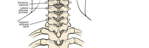 Illustration 213 for Approach to the Lumbar Spine: Mastering Techniques & Anatomy