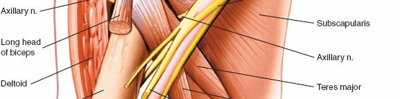 Illustration 4 for Enhance Anterior Shoulder Surgery: Crucial Joint Applied Surgical Anatomy