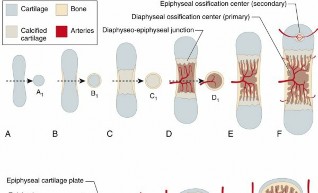 Illustration of types of bone - Dr. Mohammed Hutaif