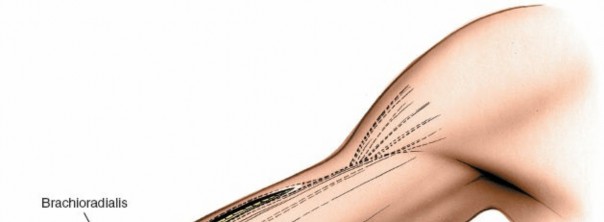 Distal Humerus Anterolateral Approach: Surgical Anatomy, Techniques, & Fracture Management