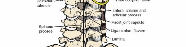 Illustration 210 for Approach to the Lumbar Spine: Mastering Techniques & Anatomy