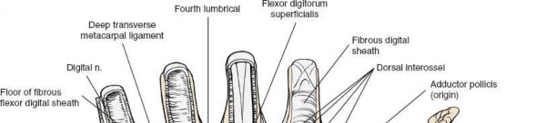 Illustration 125 for Essential Surgical Approaches: Uncover Every Aspect of the Wrist