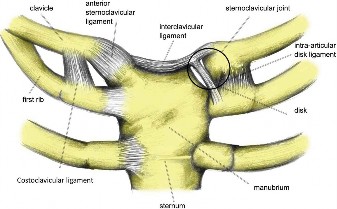 Illustration 81 for Acad Orthop Surg Challenge: Diagnose Shoulder Pain Case 1