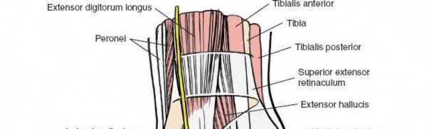 Illustration 147 for Optimized Approaches to the Dorsum of the Foot & Ankle