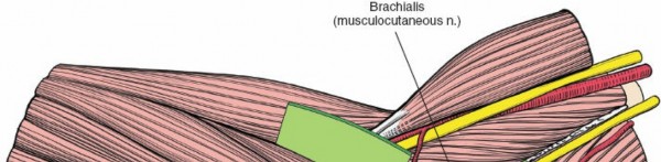 Illustration 28 for Mastering Elbow Approaches: Applied Surgical Anatomy for Precision