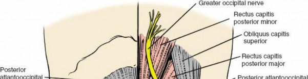 Illustration 207 for Approach to the Lumbar Spine: Mastering Techniques & Anatomy