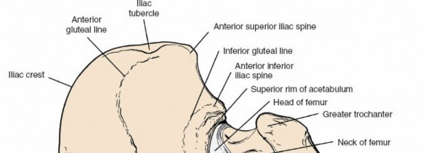 Illustration 204 for Unlocking Every Aspect of the Hip's Surgical Approaches