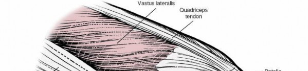 Illustration 156 for Mastering Knee Approaches: Spotlight on Superficial Medial Ligament
