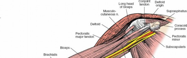 Illustration 17 for Medial Approach to the Distal Humerus: Master Techniques & Avoid Osteotomy