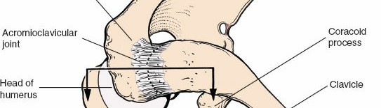 Illustration 26 for Deepen Skills: Anterolateral & Lateral Surgical Approaches