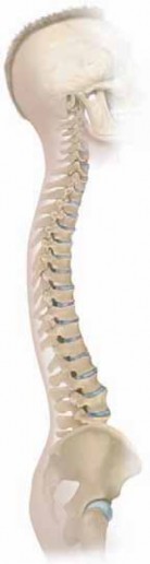 Illustration 20 for Optimizing Instrumentation for Neuromuscular Scoliosis