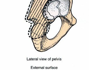 Illustration 115 for Pelvis & Acetabulum Approaches: Unlocking the Posterior Superior Iliac