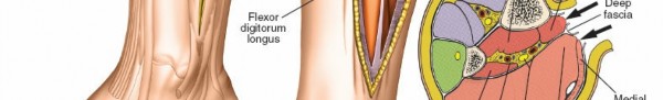 Illustration 115 for Surgical Access: Mastering the Tibia's Surface & Fibula Approaches