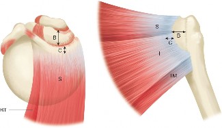 Unraveling Infraspinatus and Teres Rotator Cuff Tears