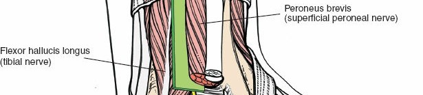 Illustration 65 for Optimized Approaches to the Dorsum of the Foot & Ankle