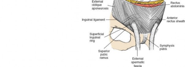 Illustration 87 for Pelvis & Acetabulum Approaches: Unlocking the Posterior Superior Iliac