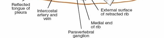 Illustration 327 for Approach to the Lumbar Spine: Mastering Techniques & Anatomy