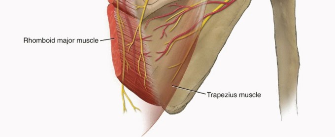 Illustration 3 for Is Your Dorsal Scapular Nerve Causing Snapping Scapula Pain?