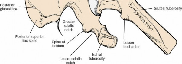 Illustration 205 for Unlocking Every Aspect of the Hip's Surgical Approaches