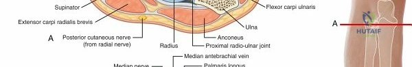 الكتف المتجمد العلاج