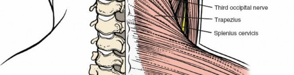 Illustration 192 for Approach to the Lumbar Spine: Mastering Techniques & Anatomy