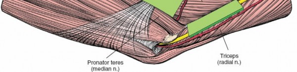 Illustration 29 for Mastering Elbow Approaches: Applied Surgical Anatomy for Precision
