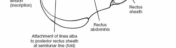 Illustration 105 for Approach to the Lumbar Spine: Mastering Techniques & Anatomy