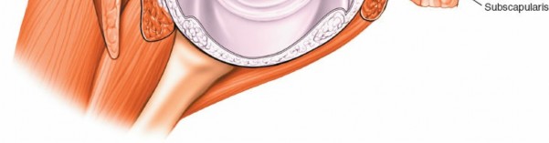 Illustration 221 for Essential Guide: Mastering Every Approach to the Shoulder