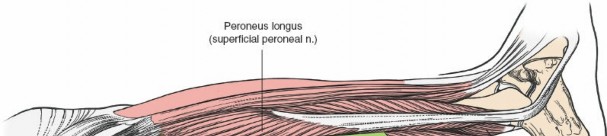 Illustration 73 for Surgical Access: Mastering the Tibia's Surface & Fibula Approaches