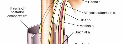 Illustration 92 for Mastering the Approach to the Distal Humerus: Safety & Skills