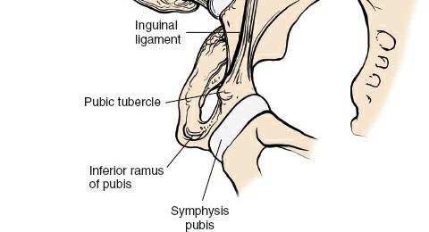 Illustration 230 for Unlocking Every Aspect of the Hip's Surgical Approaches