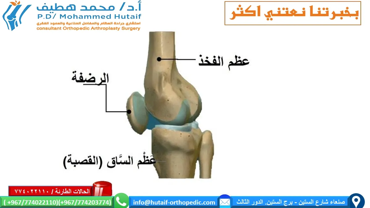 تشريح الركبة والمفصل الصناعي