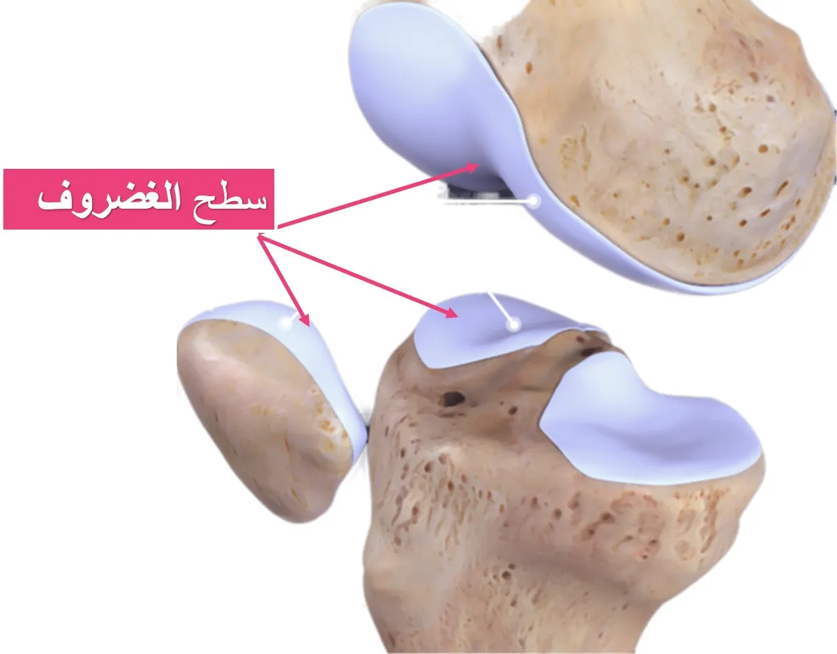 الغضروف المبطن للمفصل
