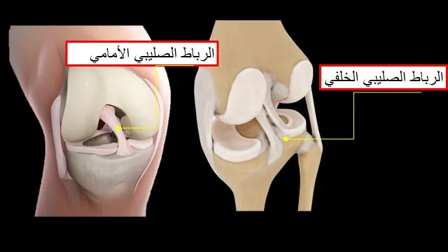 الرباط الصليبي الأمامي والخلفي