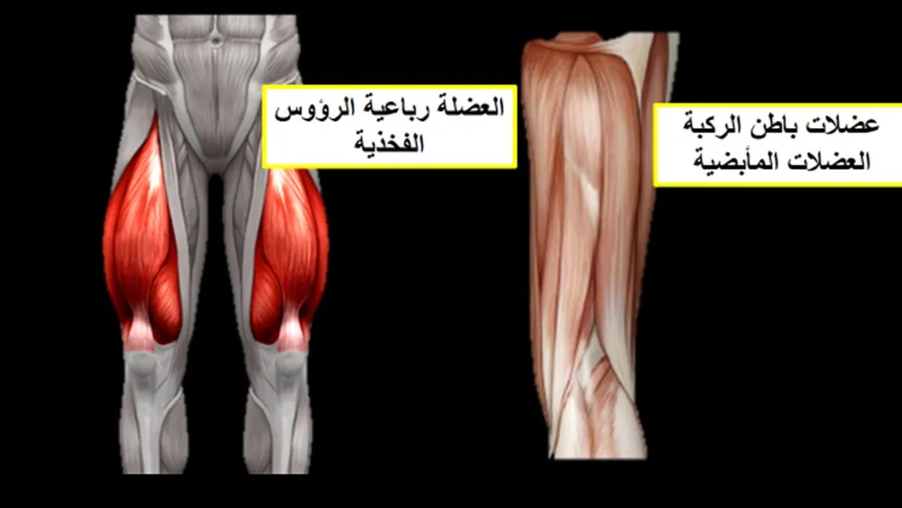 عضلات الفخذ والركبة