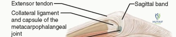 الدليل الشامل حول جراحة نقل الأوتار لاستعادة حركة اليد والأطراف