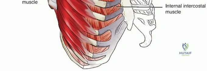 صورة توضيحية لـ متلازمة لوح الكتف الطقطقة الأسباب الأعراض والعلاج مع الأستاذ الدكتور محمد هطيف
