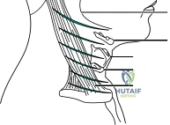 صورة توضيحية لـ جراحات العمود الفقري العنقي: دليل شامل للنهج الأمامي والخلفي وتثبيت الهالو فيست في صنعاء